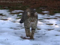 Katachtigen [Felidae]
